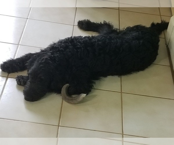 Medium Photo #19 Labradoodle Puppy For Sale in CHICAGO, IL, USA