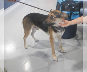 German Shepherd Dog-Unknown Mix Dogs for adoption in Ocala, FL, USA