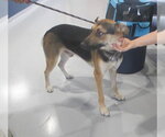 Small German Shepherd Dog Mix