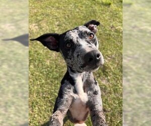 Catahoula Leopard Dog-Unknown Mix Dogs for adoption in Oakhurst, NJ, USA