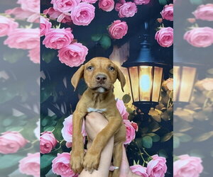 Mutt Dogs for adoption in San Bernardino, CA, USA