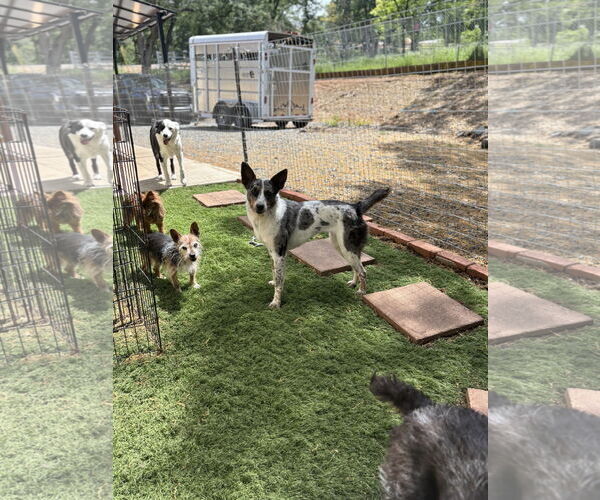 Medium Photo #4 Mutt Puppy For Sale in Milpitas, CA, USA