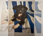 Small #1 Mutt