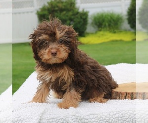 Cavapoo Puppy for Sale in NARVON, Pennsylvania USA