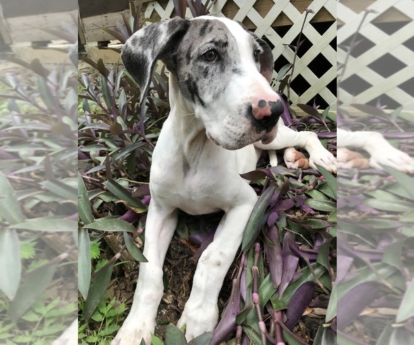Medium Photo #5 Great Dane Puppy For Sale in OCALA, FL, USA