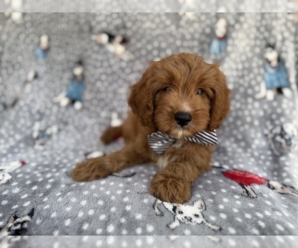 Medium Photo #2 Cavapoo (Standard) Puppy For Sale in LAKELAND, FL, USA