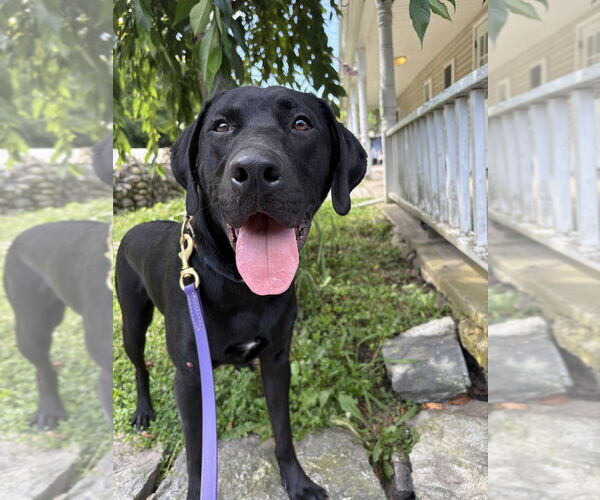 Medium Photo #5 Labrador Retriever-Unknown Mix Puppy For Sale in Brewster, NY, USA