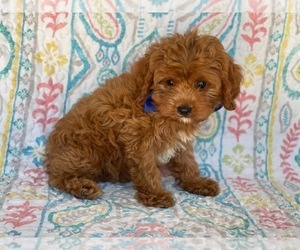 Cavapoo Puppy for sale in LANCASTER, PA, USA