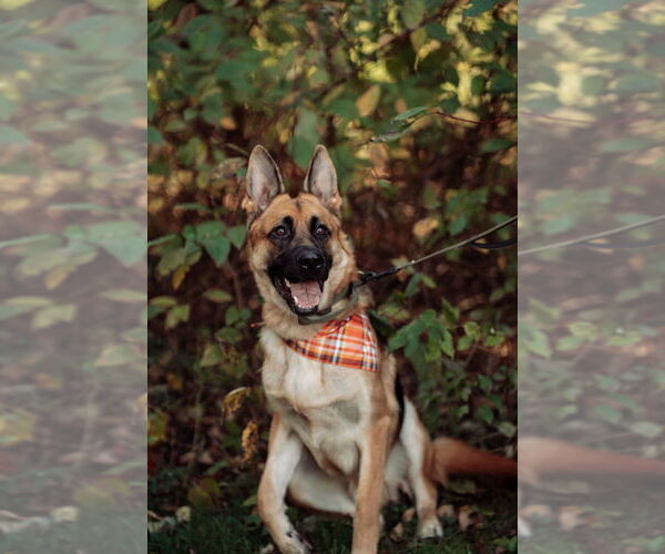 Medium Photo #21 German Shepherd Dog Puppy For Sale in LA FAYETTE, NY, USA
