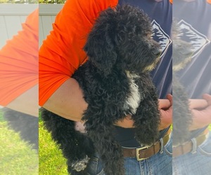 Labradoodle Puppy for sale in DAVENPORT, IA, USA