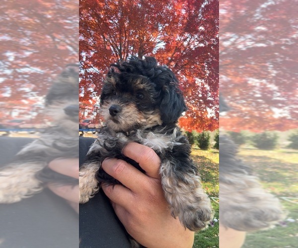 Medium Photo #1 Poodle (Miniature) Puppy For Sale in TOPPENISH, WA, USA