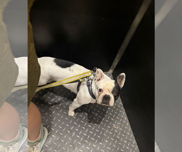 Medium Photo #4 French Bulldog Puppy For Sale in Bellevue, WA, USA