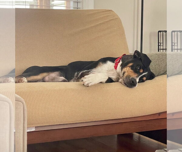 Medium Photo #4 Bloodhound-Unknown Mix Puppy For Sale in Canton, CT, USA