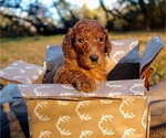 Small Photo #2 Poodle (Standard) Puppy For Sale in STOKESDALE, NC, USA