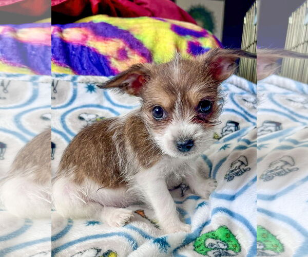 Medium Photo #1 Mutt Puppy For Sale in Corona, CA, USA