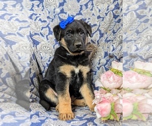 German Shepherd Dog Puppy for sale in GLEN ROCK, PA, USA