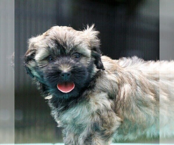 Medium Photo #1 -Havanese Mix Puppy For Sale in DANVILLE, PA, USA