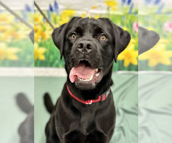 Medium Photo #1 Mutt Puppy For Sale in Manahawkin, NJ, USA