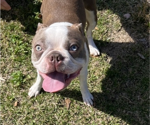 Medium Photo #1 Boston Terrier Puppy For Sale in CLEVELAND, TX, USA