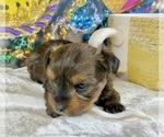 Small #11 Morkie