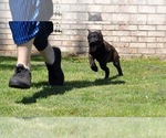 Small Photo #5 Dutch Shepherd Dog Puppy For Sale in CHARLESTON, WV, USA