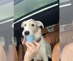 Small #3 Border Collie Mix