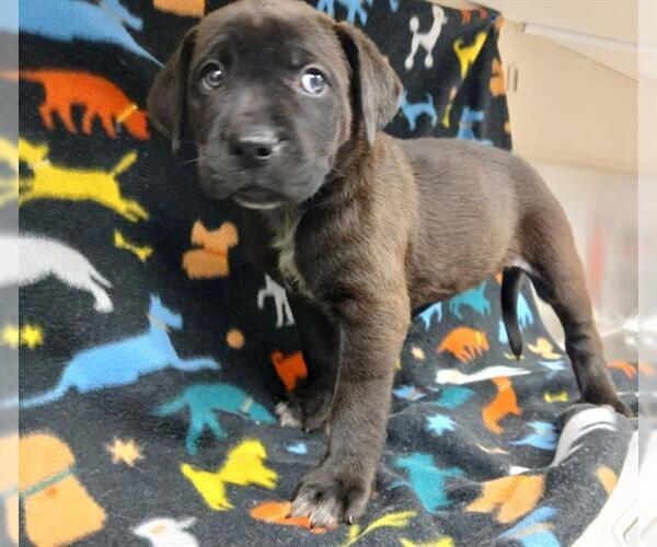 Medium Photo #1 Mutt Puppy For Sale in HESPERIA, CA, USA