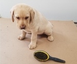 Small Photo #1 Labrador Retriever Puppy For Sale in SCHELLSBURG, PA, USA
