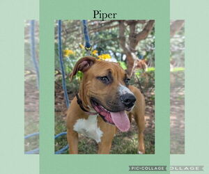 American Pit Bull Terrier-Labrador Retriever Mix Dogs for adoption in Kewanee, IL, USA
