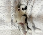 Puppy 1 Pomsky