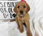 Small #2 Golden Retriever
