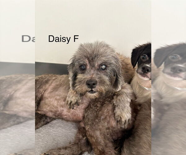 Medium Photo #1 Mutt Puppy For Sale in Studio City, CA, USA