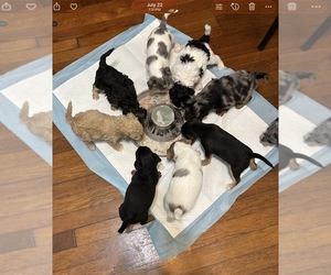 German Hunting Terrier-Lowchen Mix Puppy for sale in HENRICO, VA, USA