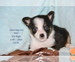 Small Photo #13 Aussie-Corgi-Miniature Australian Shepherd Mix Puppy For Sale in LIND, WA, USA