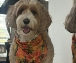 Small Photo #1 Australian Labradoodle Puppy For Sale in WASH, NC, USA
