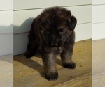 Small #4 German Shepherd Dog