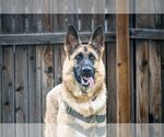 Small Photo #4 German Shepherd Dog Puppy For Sale in Chandler, AZ, USA