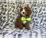 Small #2 Cavapoo