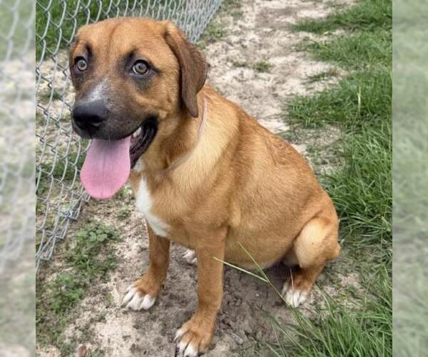 Medium Photo #1 Labrador Retriever-Unknown Mix Puppy For Sale in Conroe, TX, USA