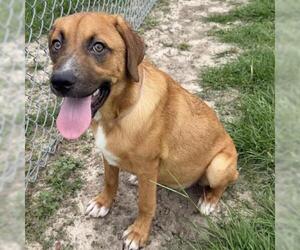 Labrador Retriever-Unknown Mix Dogs for adoption in Conroe, TX, USA