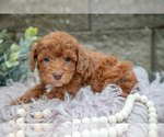 Puppy Nash Poodle (Miniature)