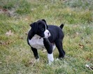 Small Photo #35 Boxer Puppy For Sale in CHILHOWEE, MO, USA