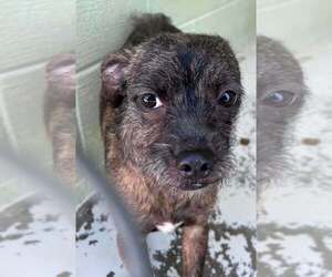 Chihuahua-Unknown Mix Dogs for adoption in Aurora, IN, USA
