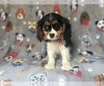Small #2 Cavalier King Charles Spaniel
