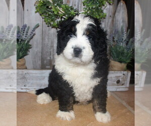 Bernedoodle Puppy for sale in ANTLERS, OK, USA