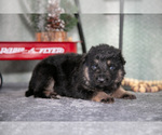 Small Photo #22 German Shepherd Dog Puppy For Sale in NAPPANEE, IN, USA