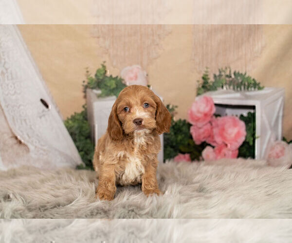 Medium Photo #9 Cocker Spaniel-Poodle (Miniature) Mix Puppy For Sale in WARSAW, IN, USA