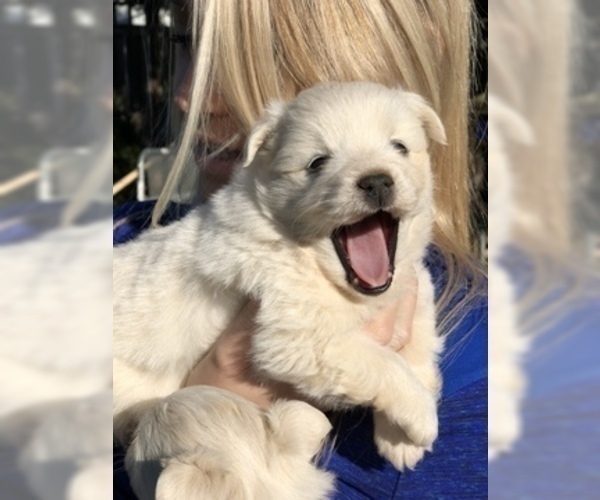 Medium Photo #4 American Eskimo Dog Puppy For Sale in OREGON CITY, OR, USA