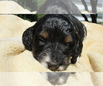 Small #3 Bernedoodle