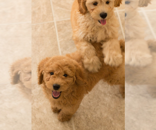 Medium Photo #14 Goldendoodle Puppy For Sale in BAY VIEW, WI, USA